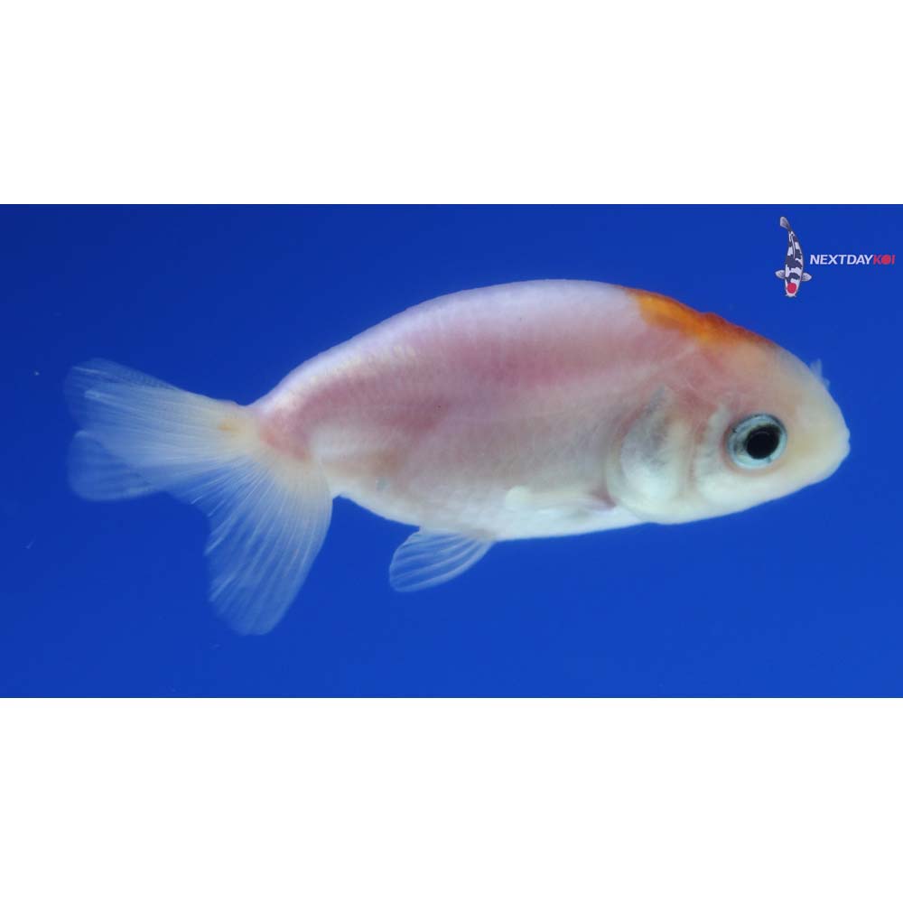 2” Imported Red and White Ranchu