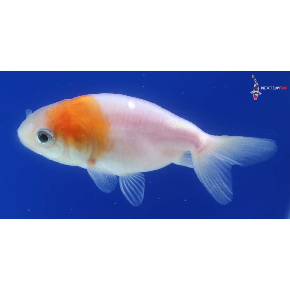 2” Imported Red and White Ranchu