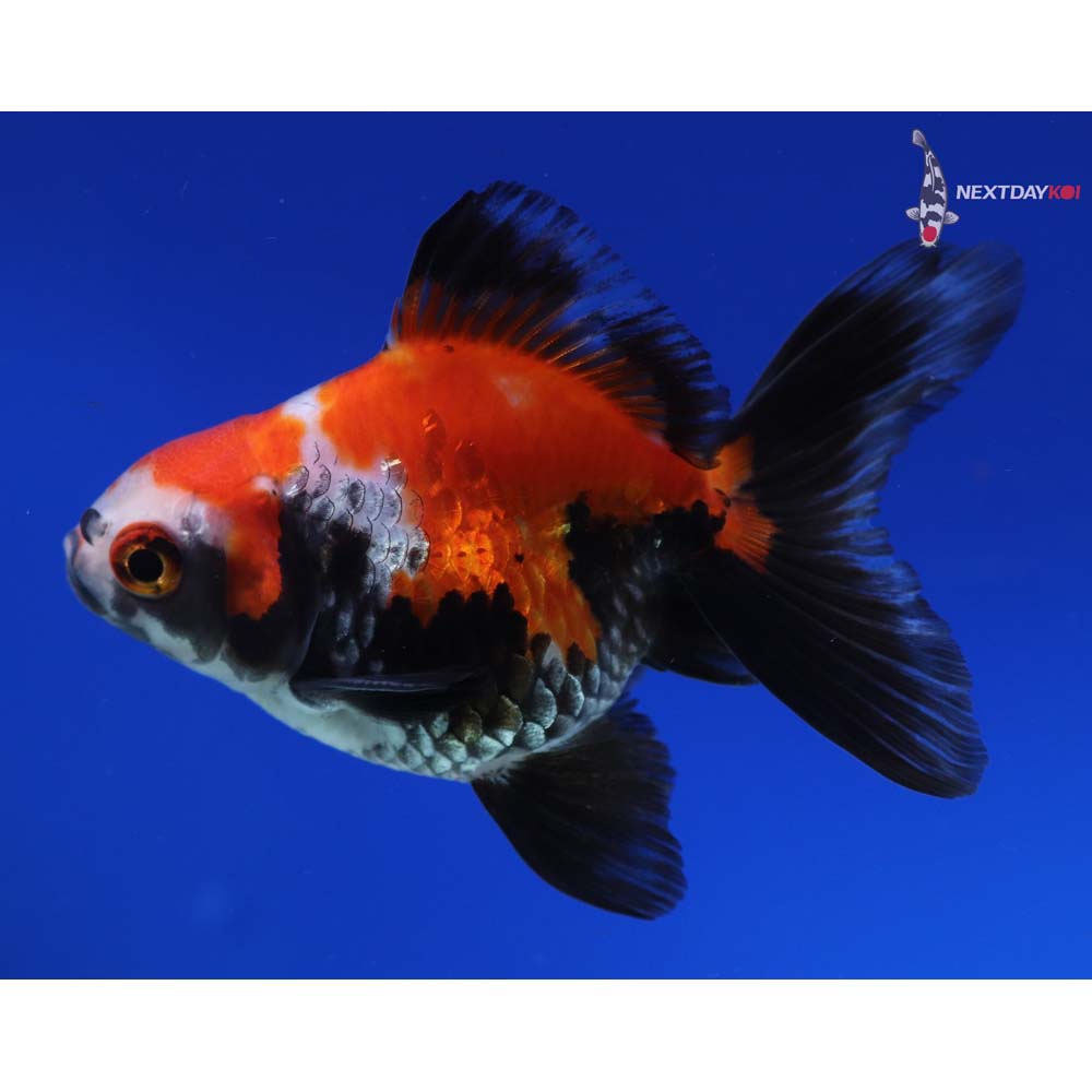 4” Imported Tri Color Ryukin