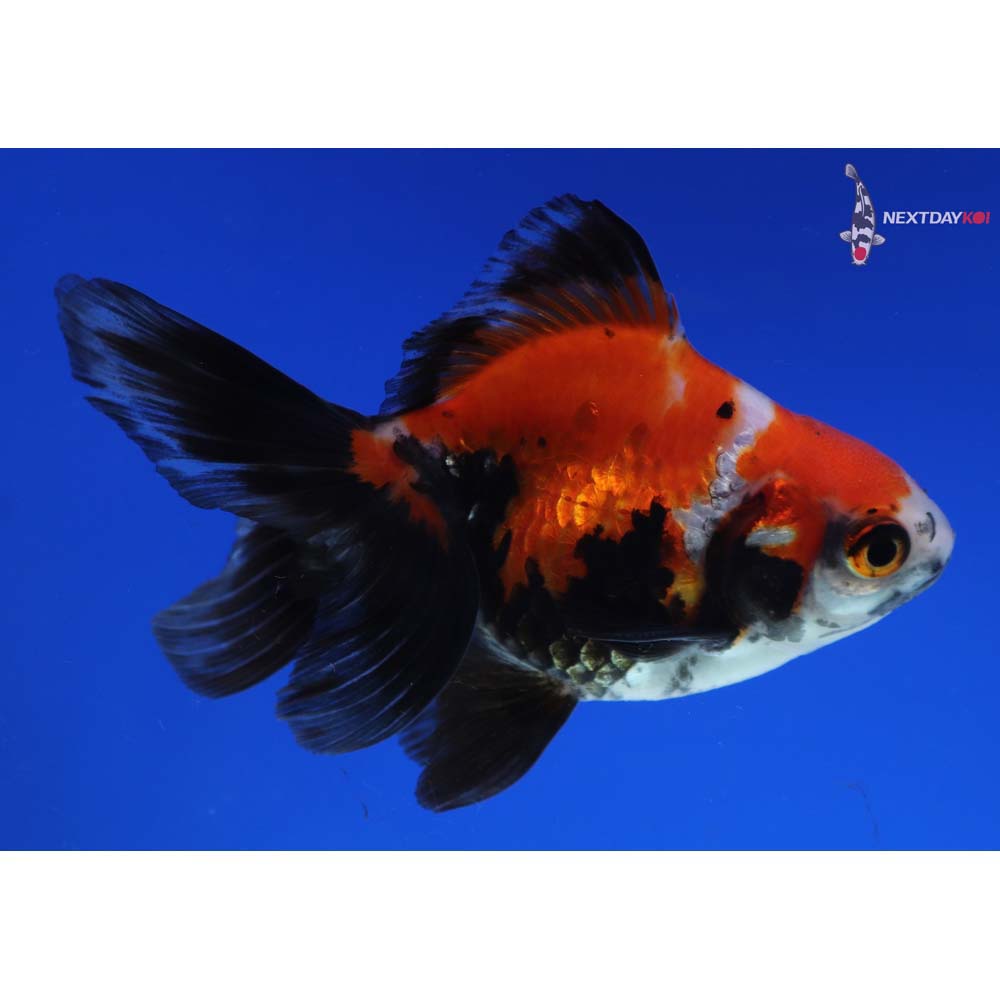 4” Imported Tri Color Ryukin