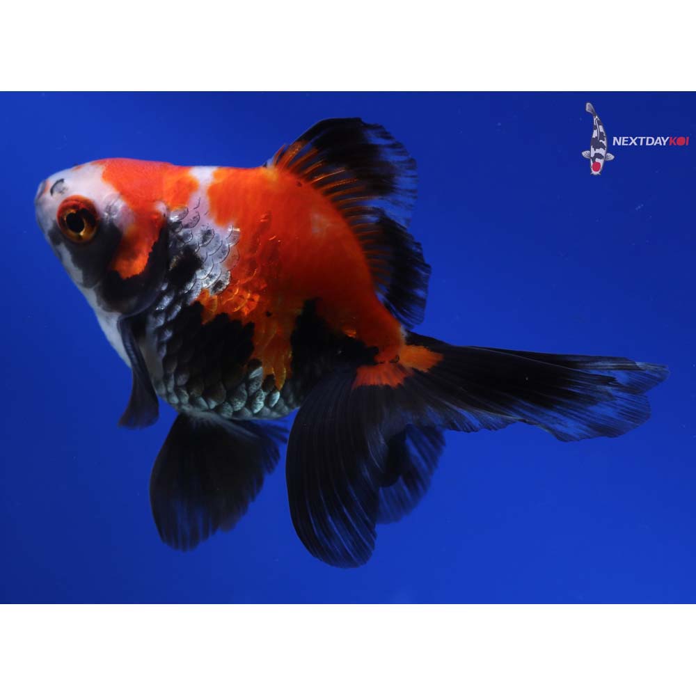4” Imported Tri Color Ryukin