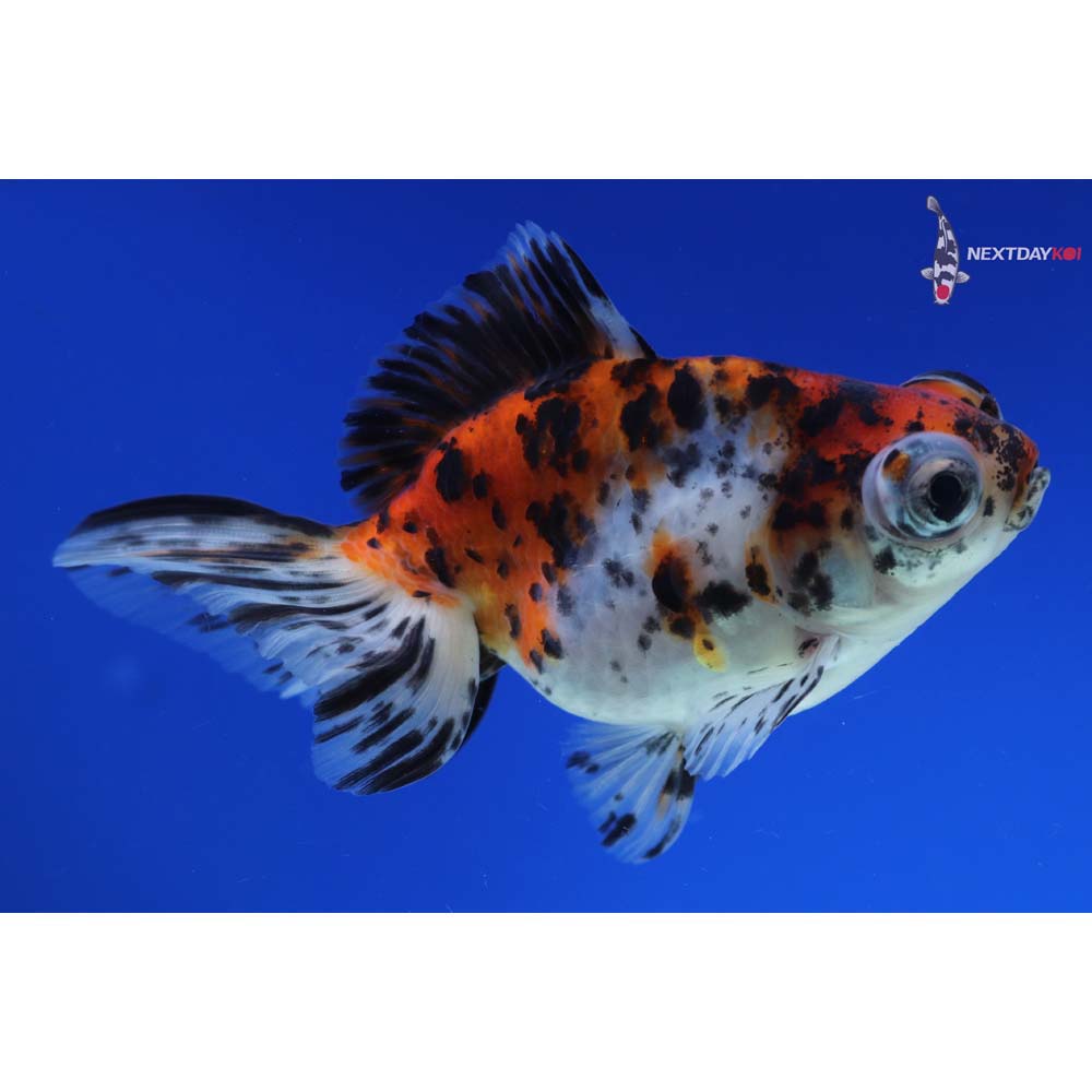 4” Imported Calico Telescope Fantail