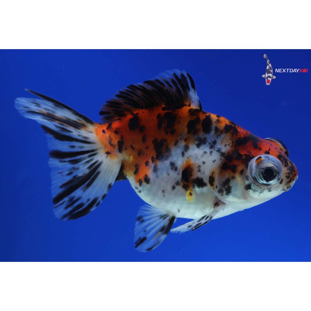 4” Imported Calico Telescope Fantail