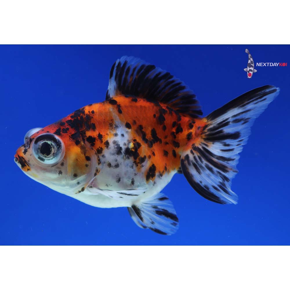 4” Imported Calico Telescope Fantail