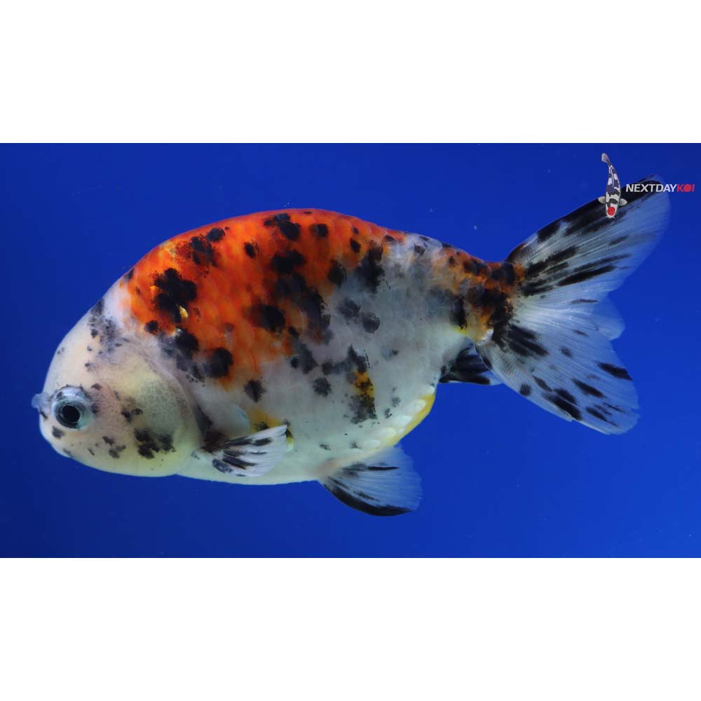 4” Imported Calico Ranchu