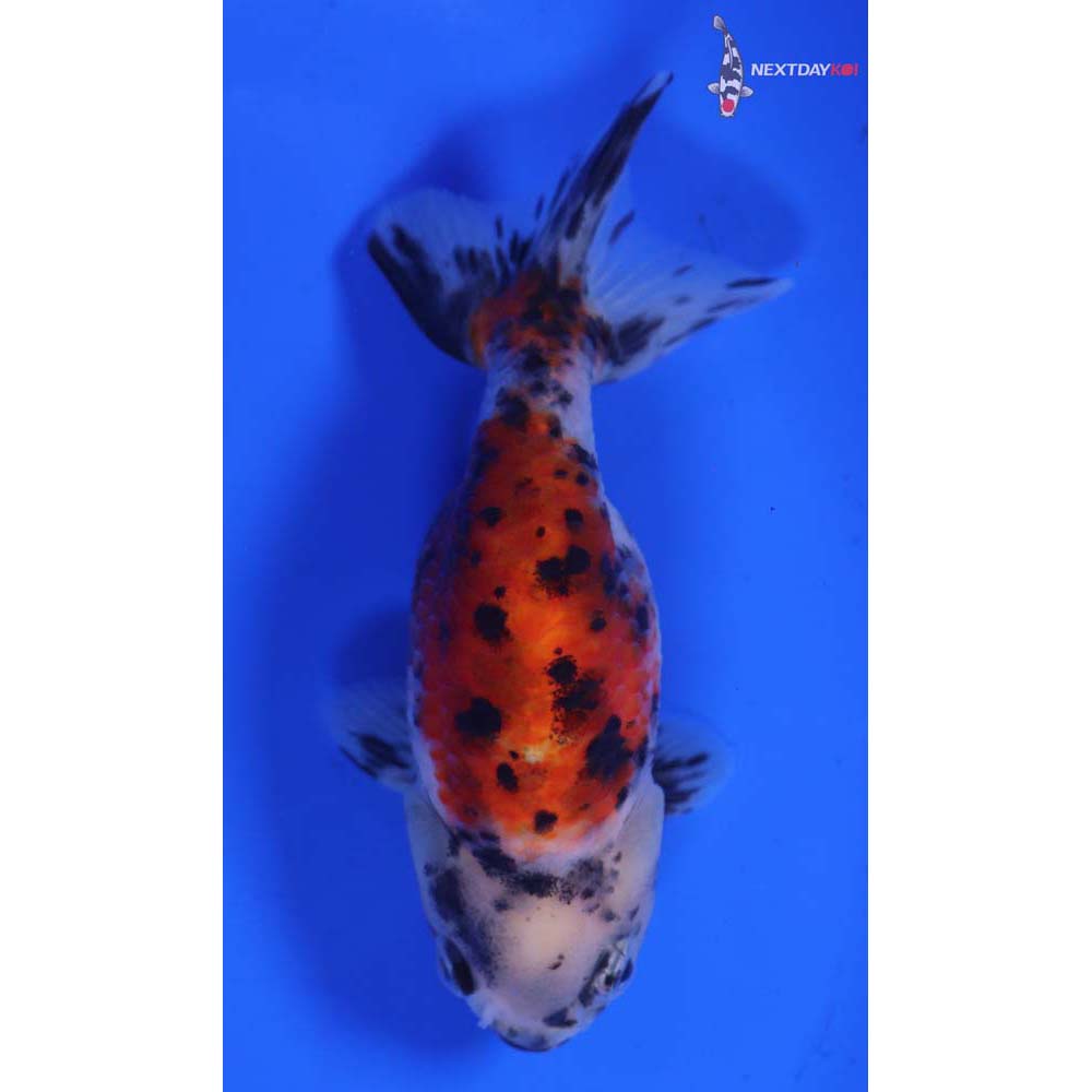 4” Imported Calico Ranchu