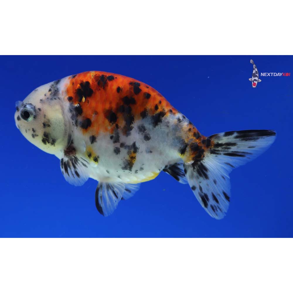 4” Imported Calico Ranchu