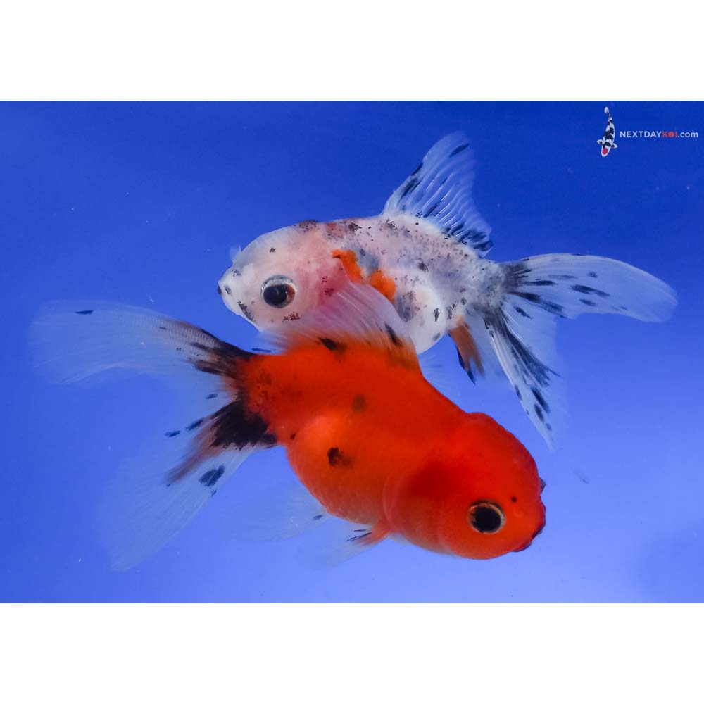 Lot of (3) 3-4” Imported Calico Oranda