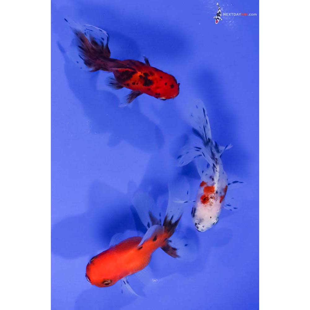 Lot of (3) 3-4” Imported Calico Oranda