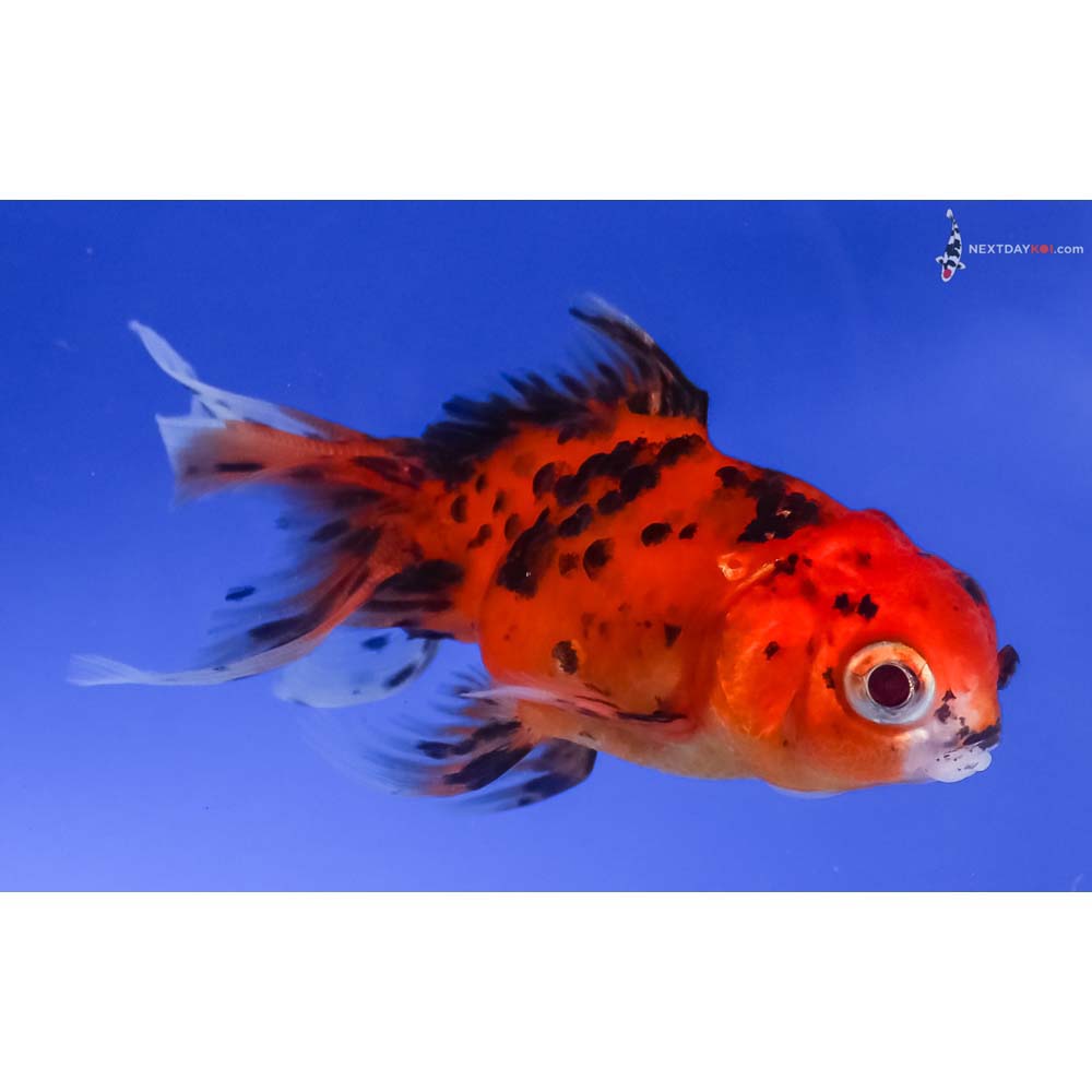 Lot of (3) 3-4” Imported Calico Oranda