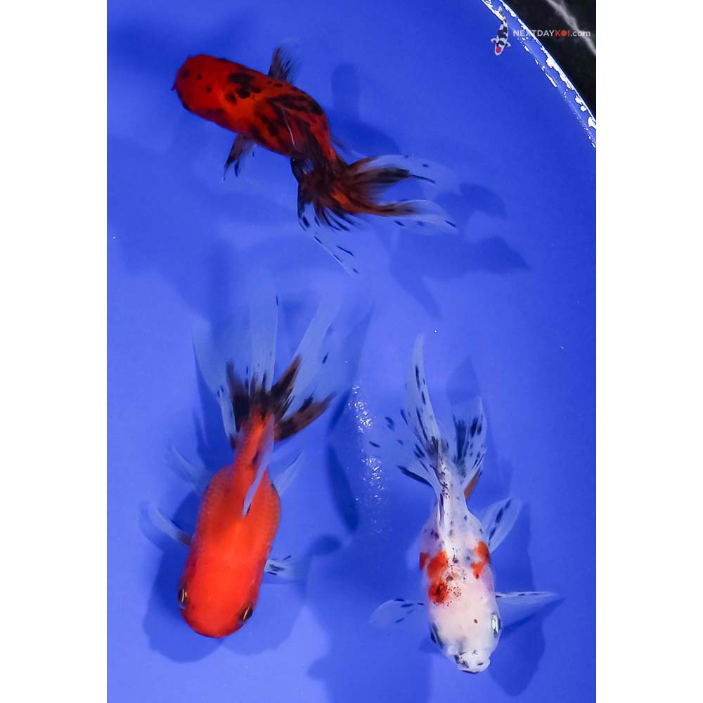 Lot of (3) 3-4” Imported Calico Oranda