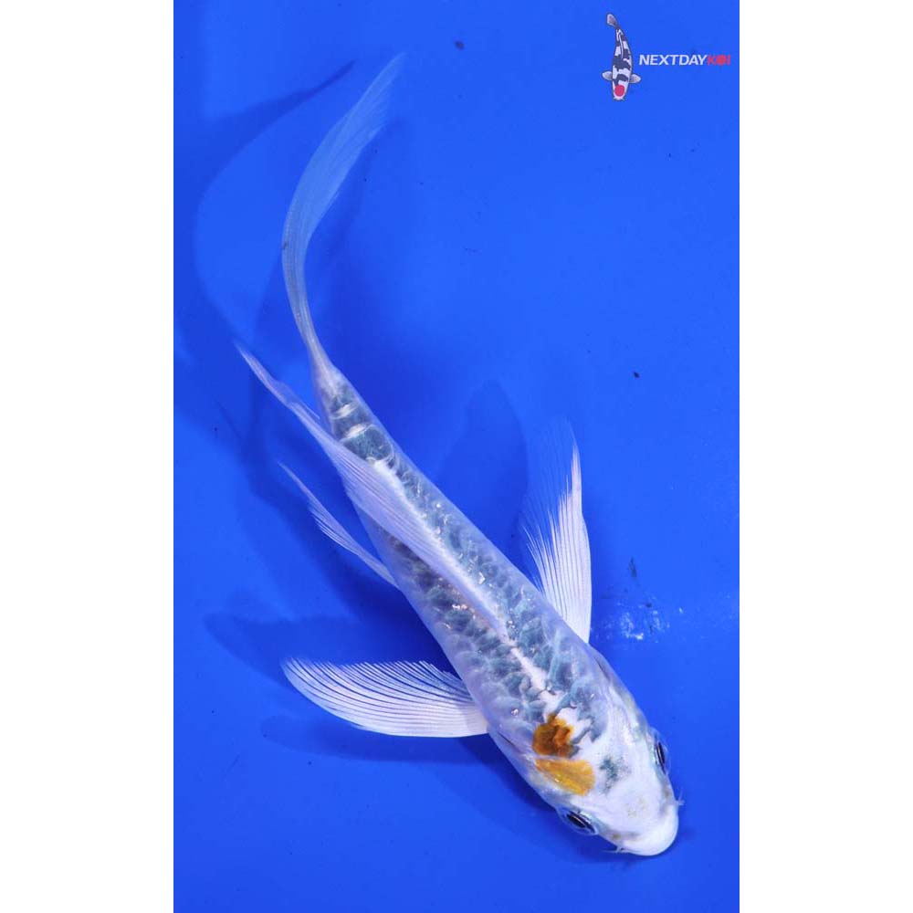 4.5” Imported Doitsu Kujaku Butterfly Koi