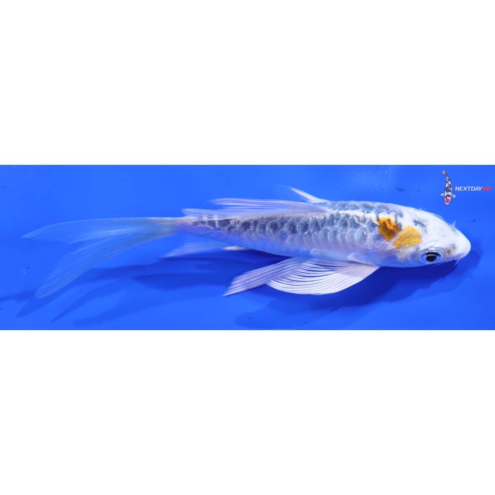 4.5” Imported Doitsu Kujaku Butterfly Koi