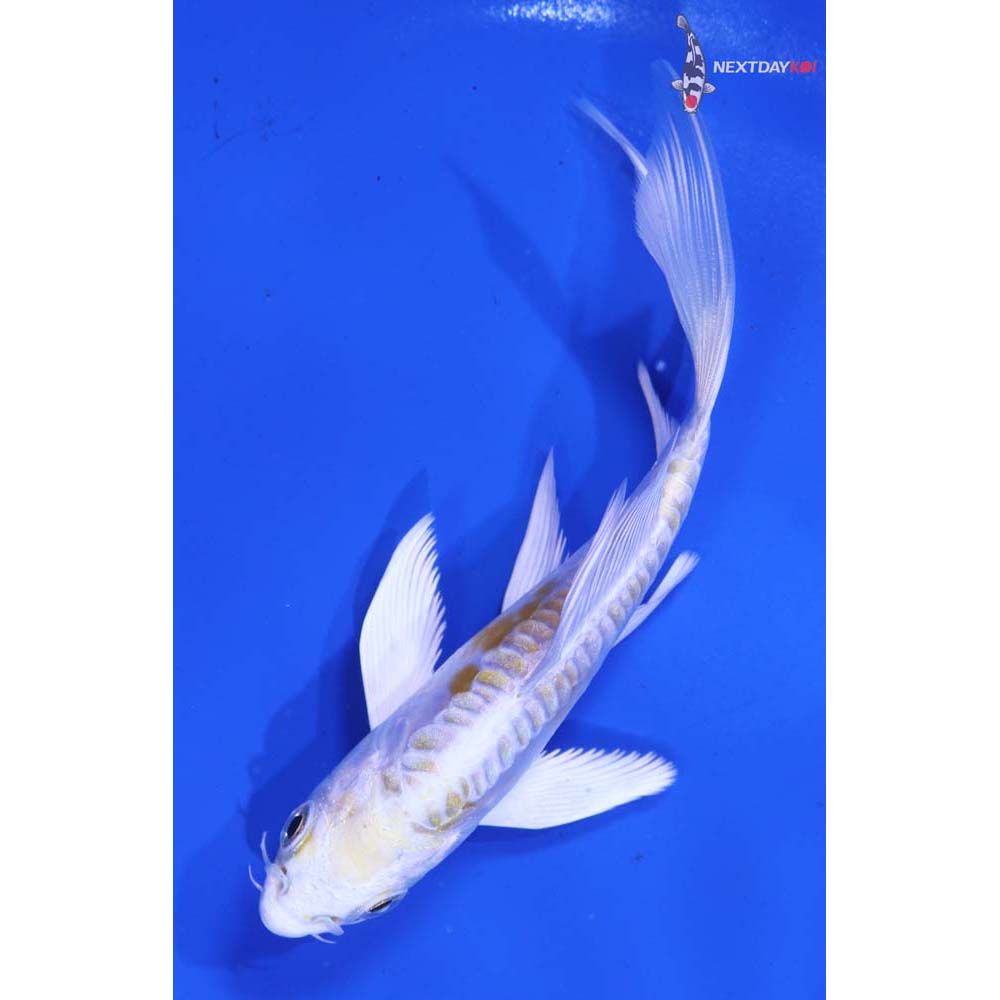 4.5” Imported Doitsu Lemon Hariwake Butterfly Koi