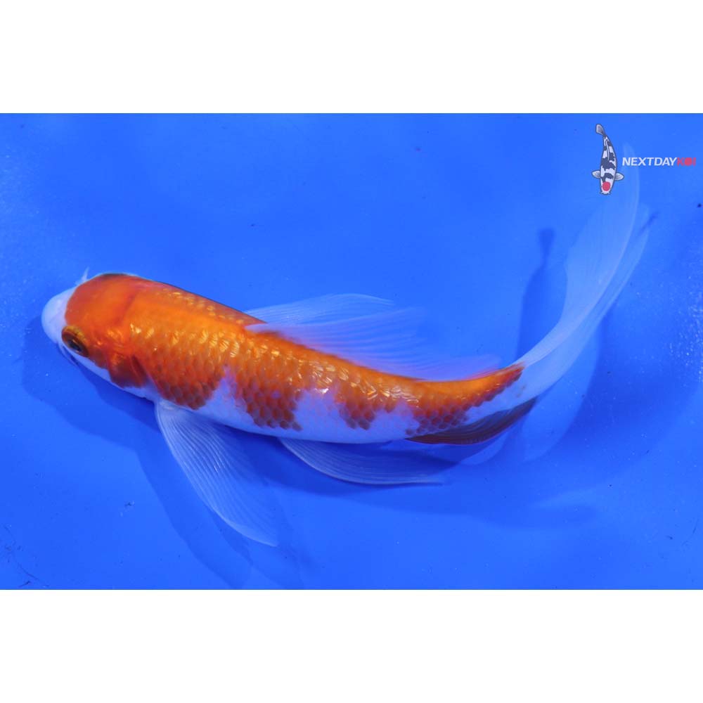 4.5” Imported Gin Rin Kohaku Butterfly Koi