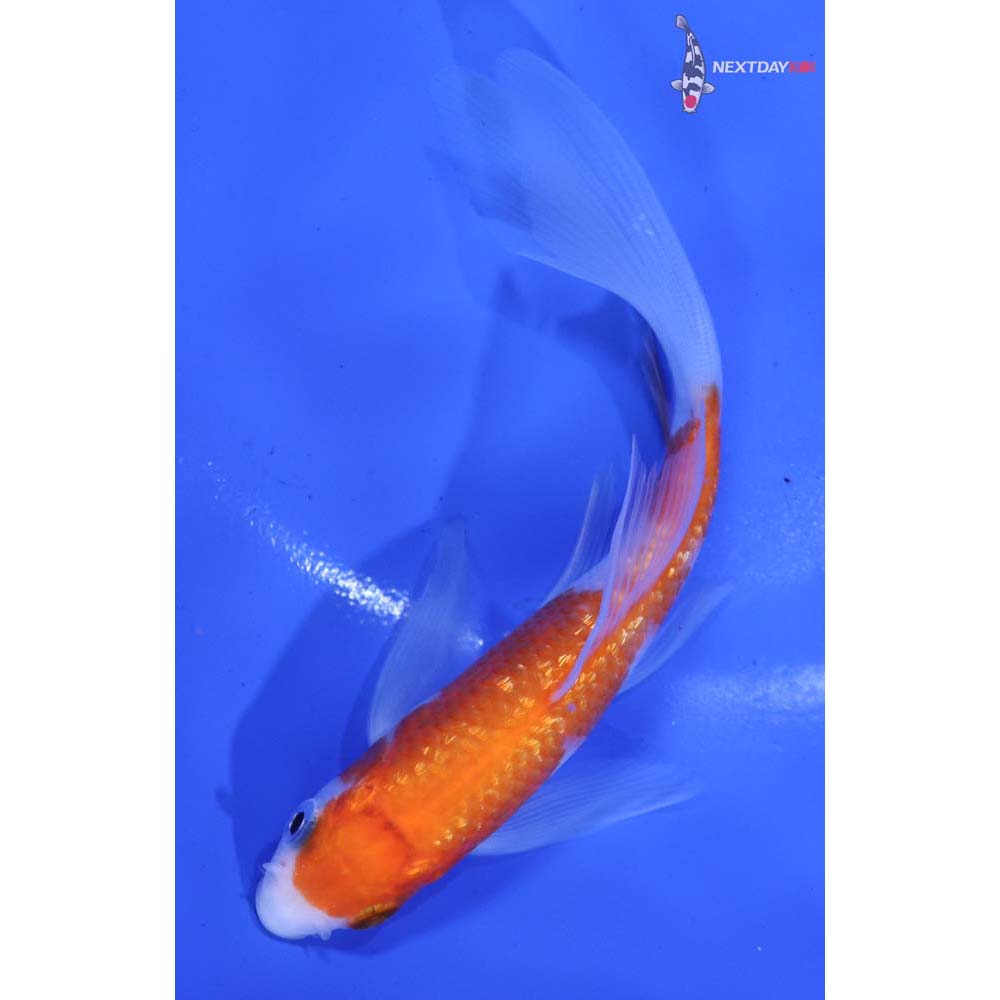 4.5” Imported Gin Rin Kohaku Butterfly Koi