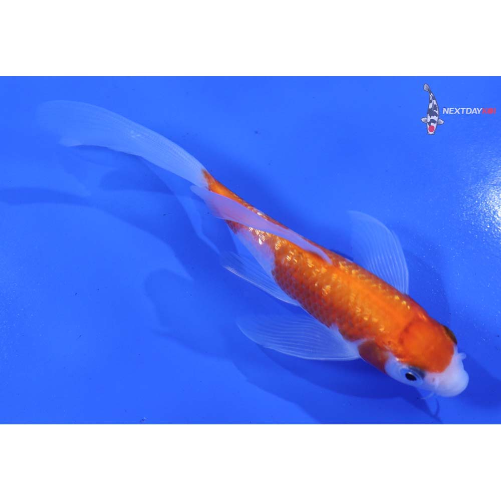 4.5” Imported Gin Rin Kohaku Butterfly Koi