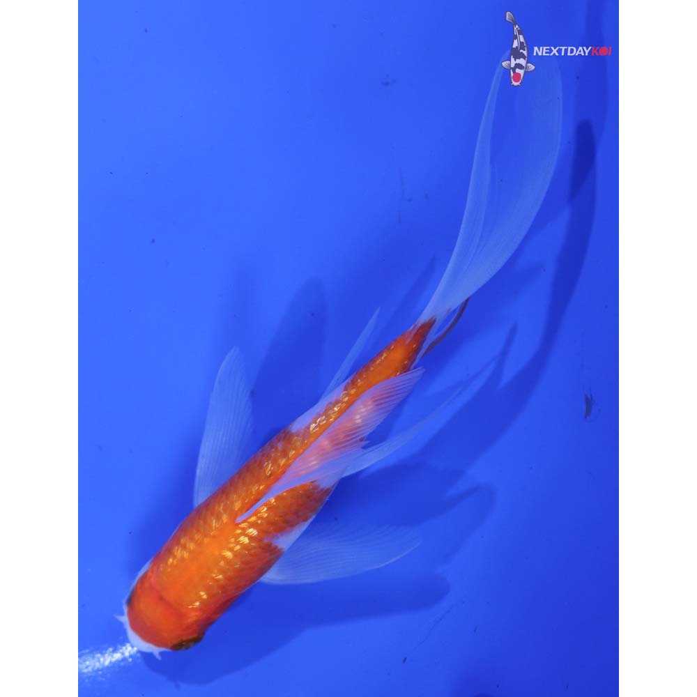 4.5” Imported Gin Rin Kohaku Butterfly Koi