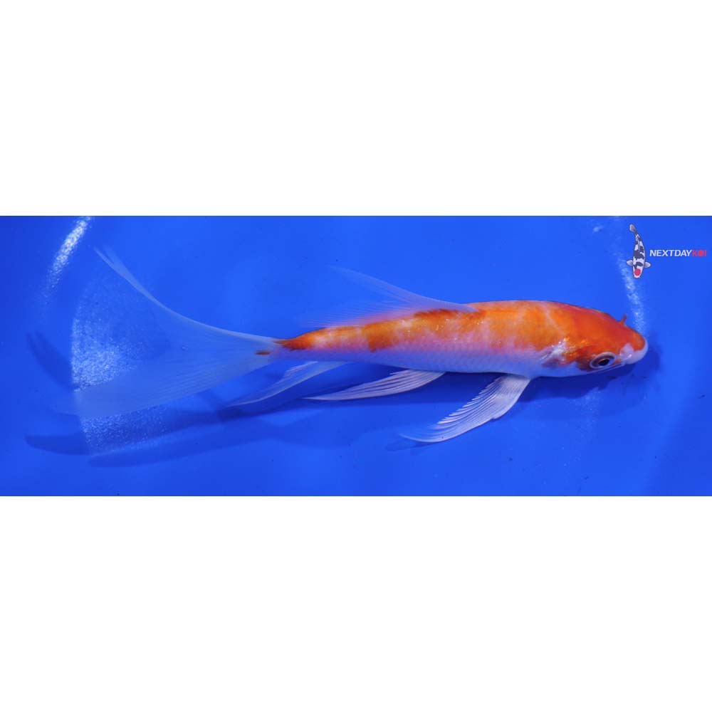 6” Imported Hariwake Butterfly Koi