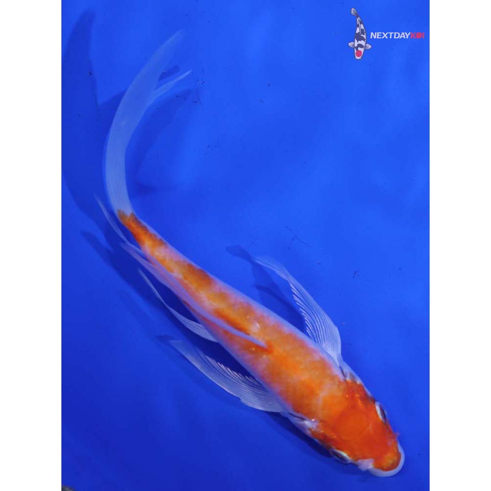 6” Imported Hariwake Butterfly Koi
