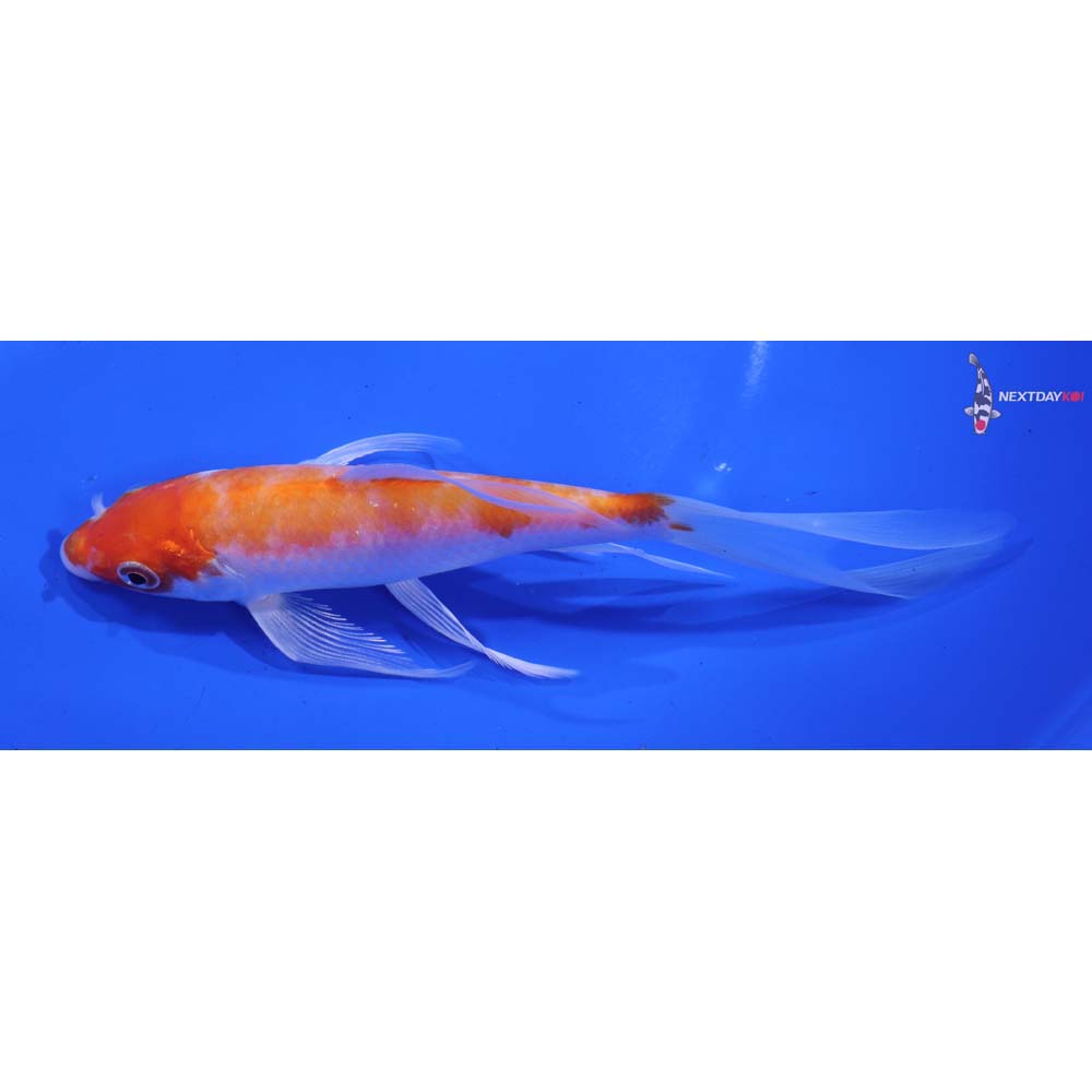 6” Imported Hariwake Butterfly Koi