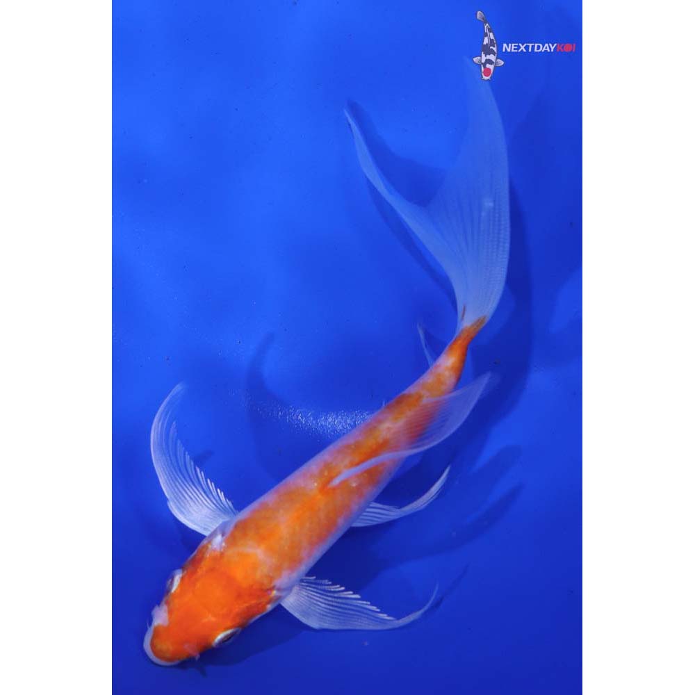 6” Imported Hariwake Butterfly Koi