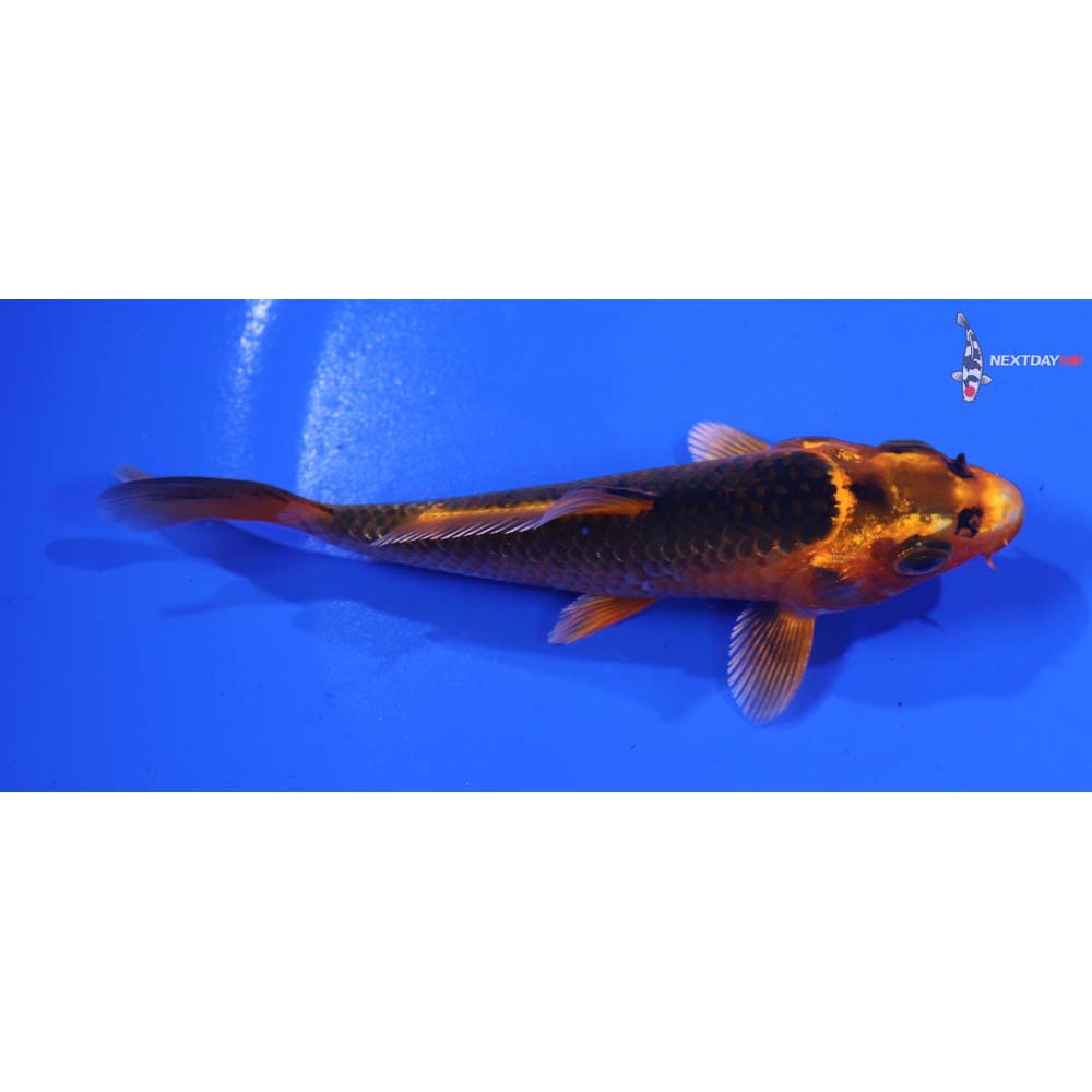 4” Imported Orenji Matsuba