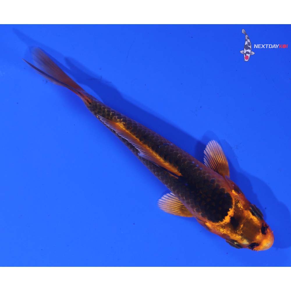 4” Imported Orenji Matsuba