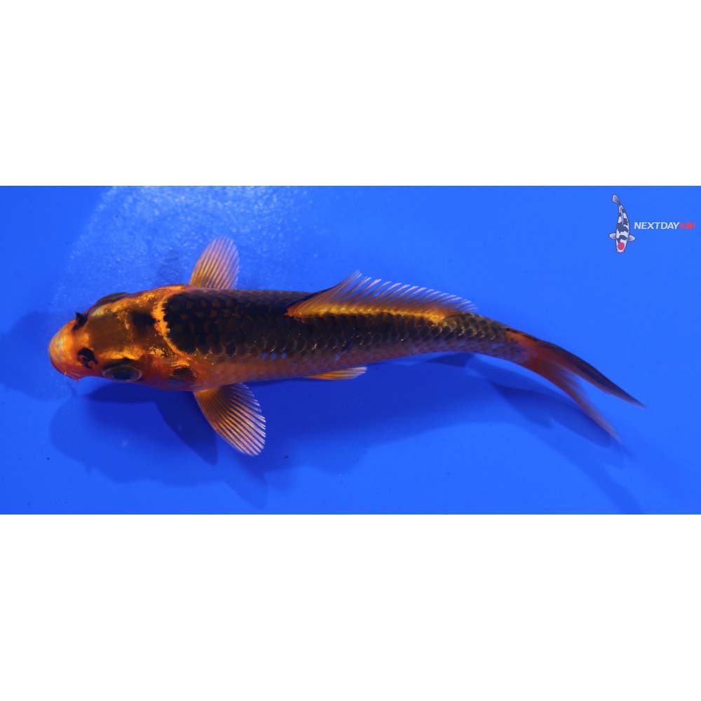 4” Imported Orenji Matsuba