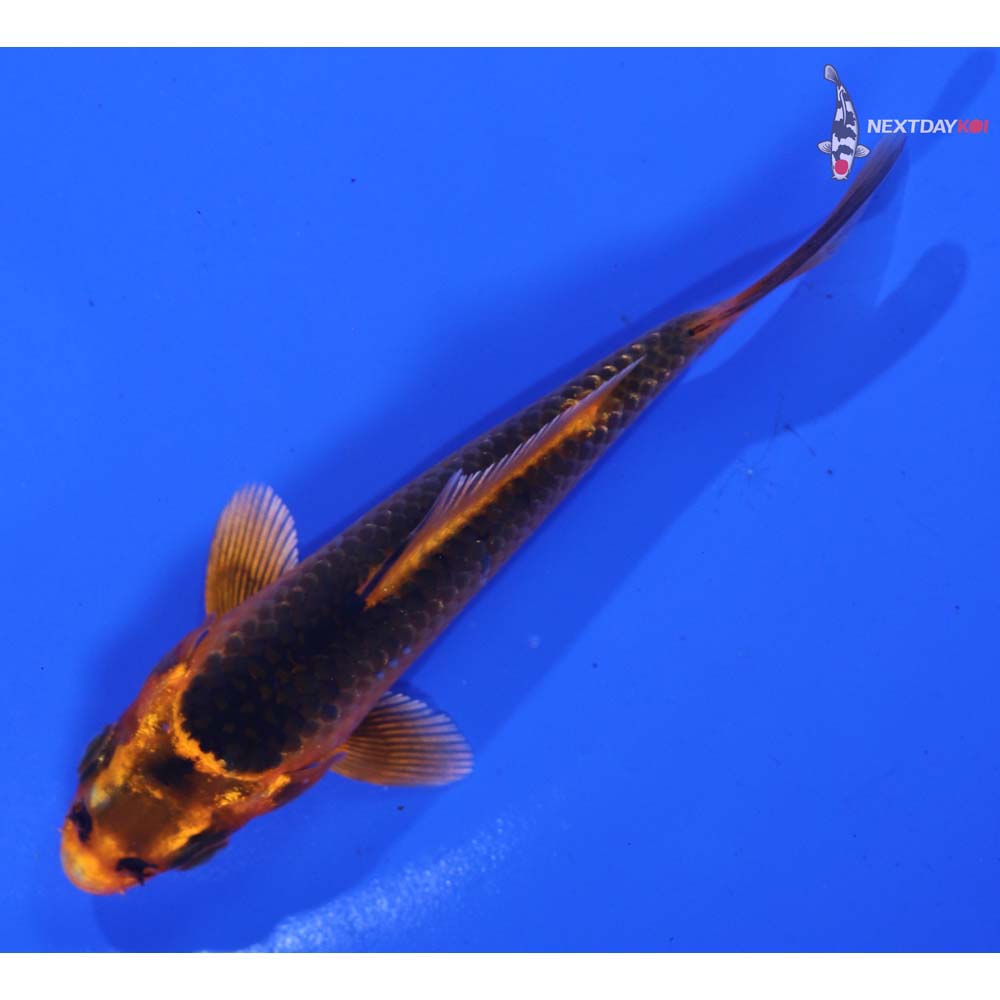 4” Imported Orenji Matsuba