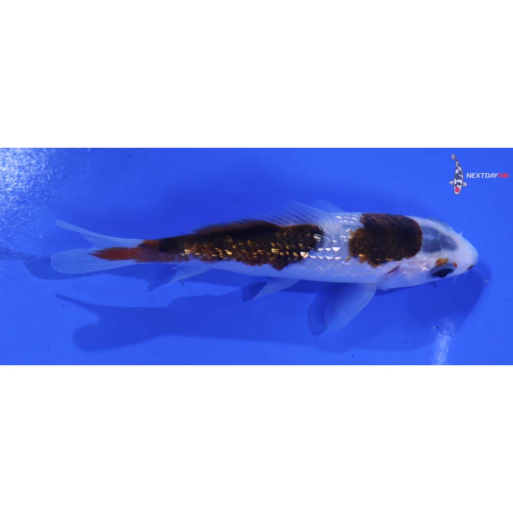 4” Imported Gin Rin Goromo