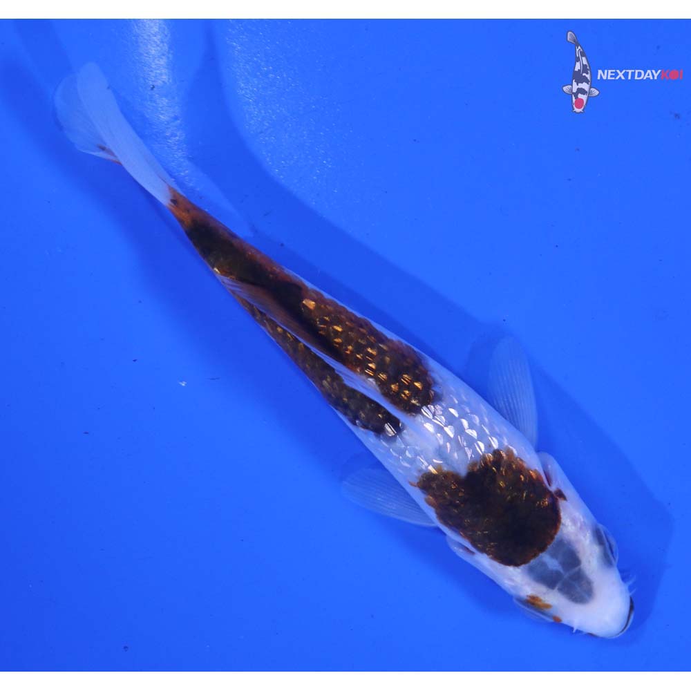 4” Imported Gin Rin Goromo