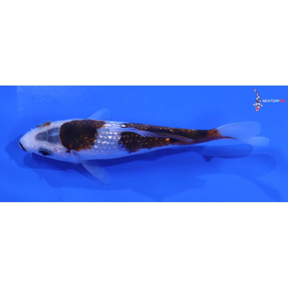 4” Imported Gin Rin Goromo