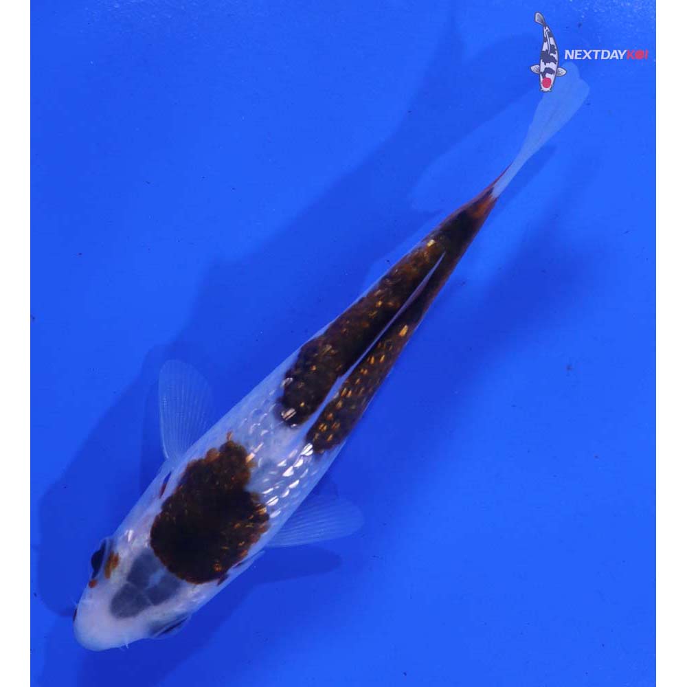 4” Imported Gin Rin Goromo