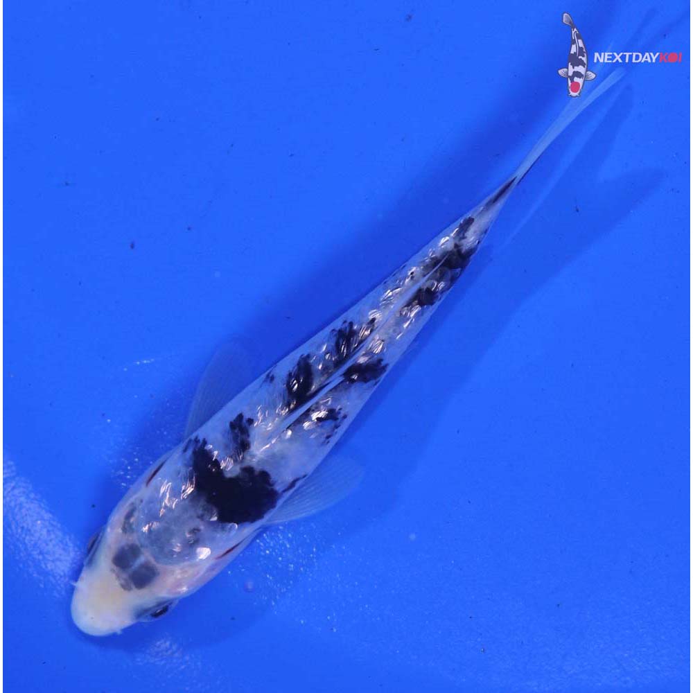 3.5” Imported Gin Rin Shiro Bekko