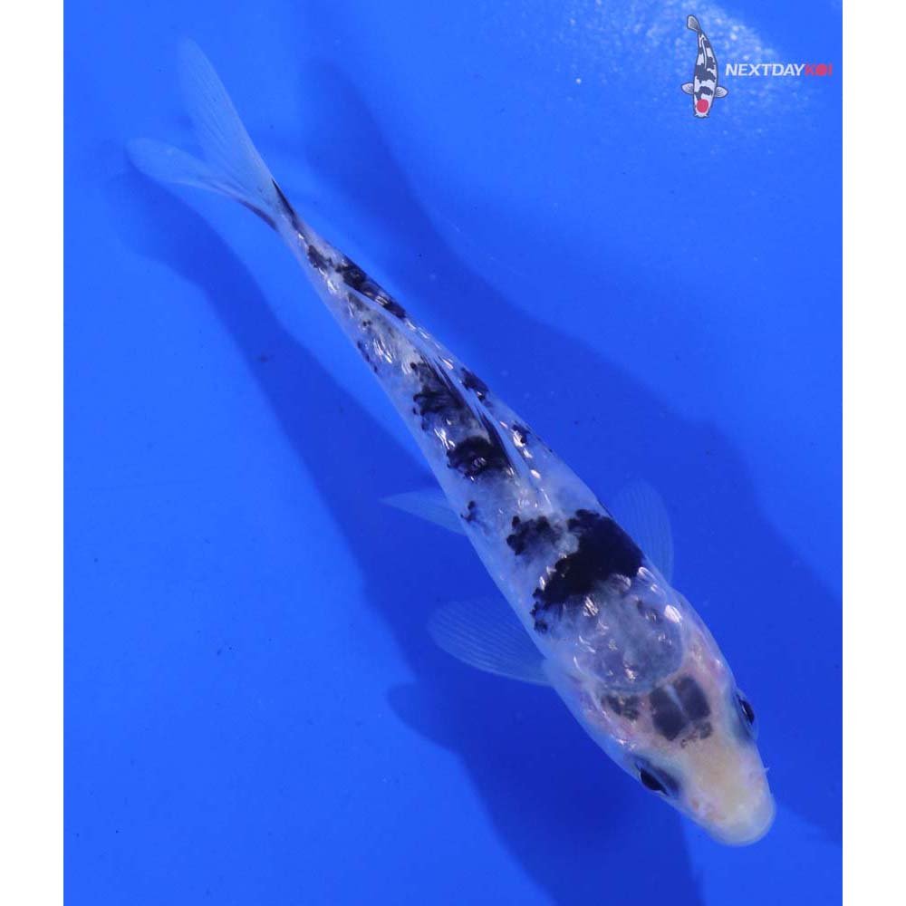 3.5” Imported Gin Rin Shiro Bekko