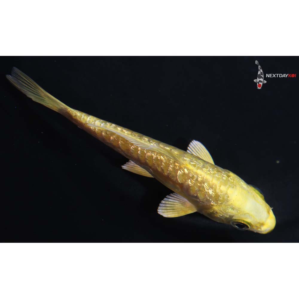 3.5” Imported Gin Rin Yamabuki Ogon