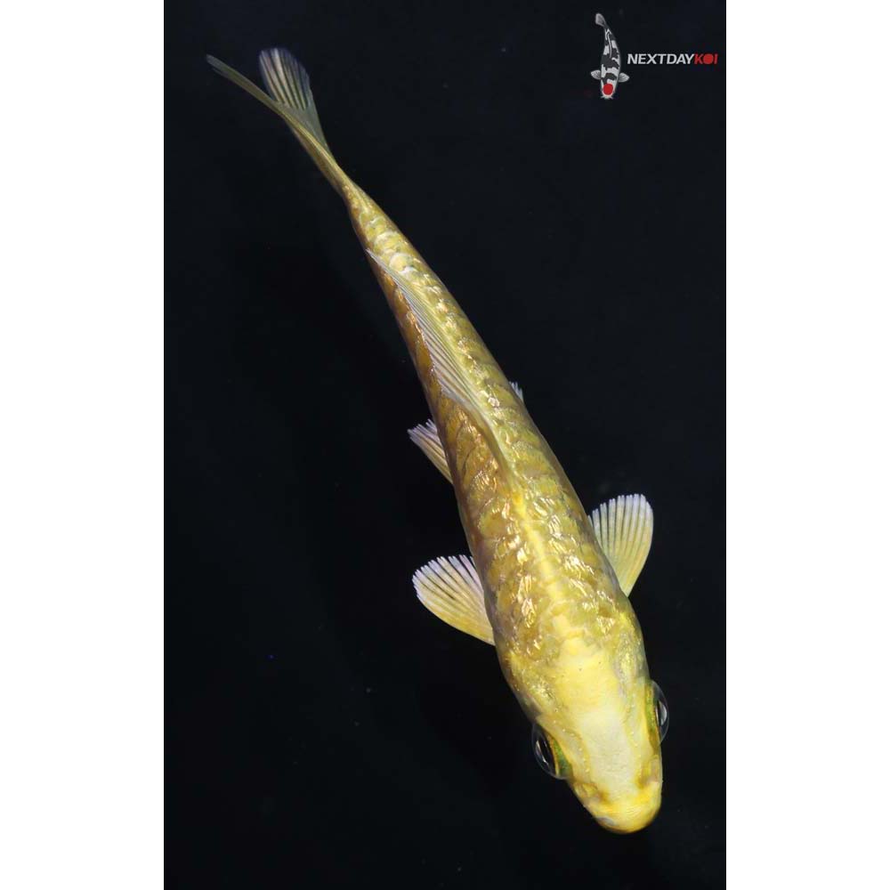 3.5” Imported Gin Rin Yamabuki Ogon