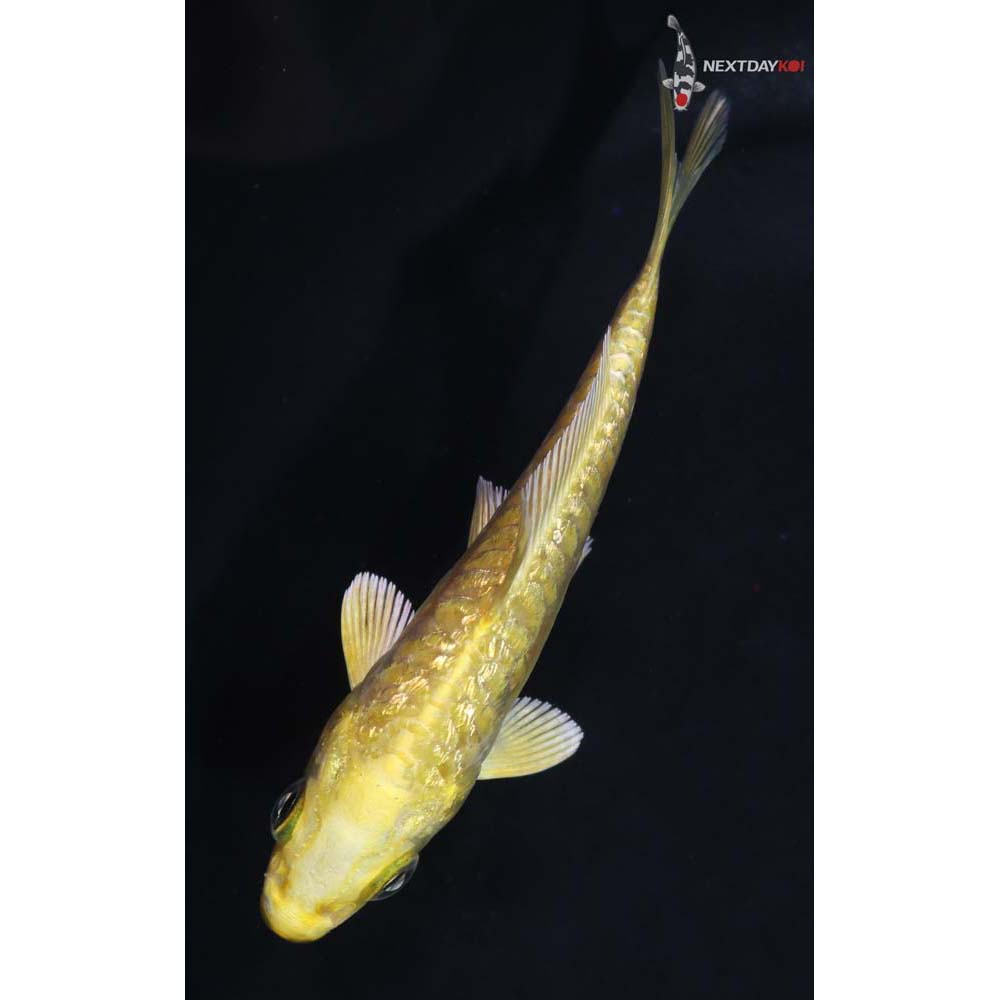 3.5” Imported Gin Rin Yamabuki Ogon