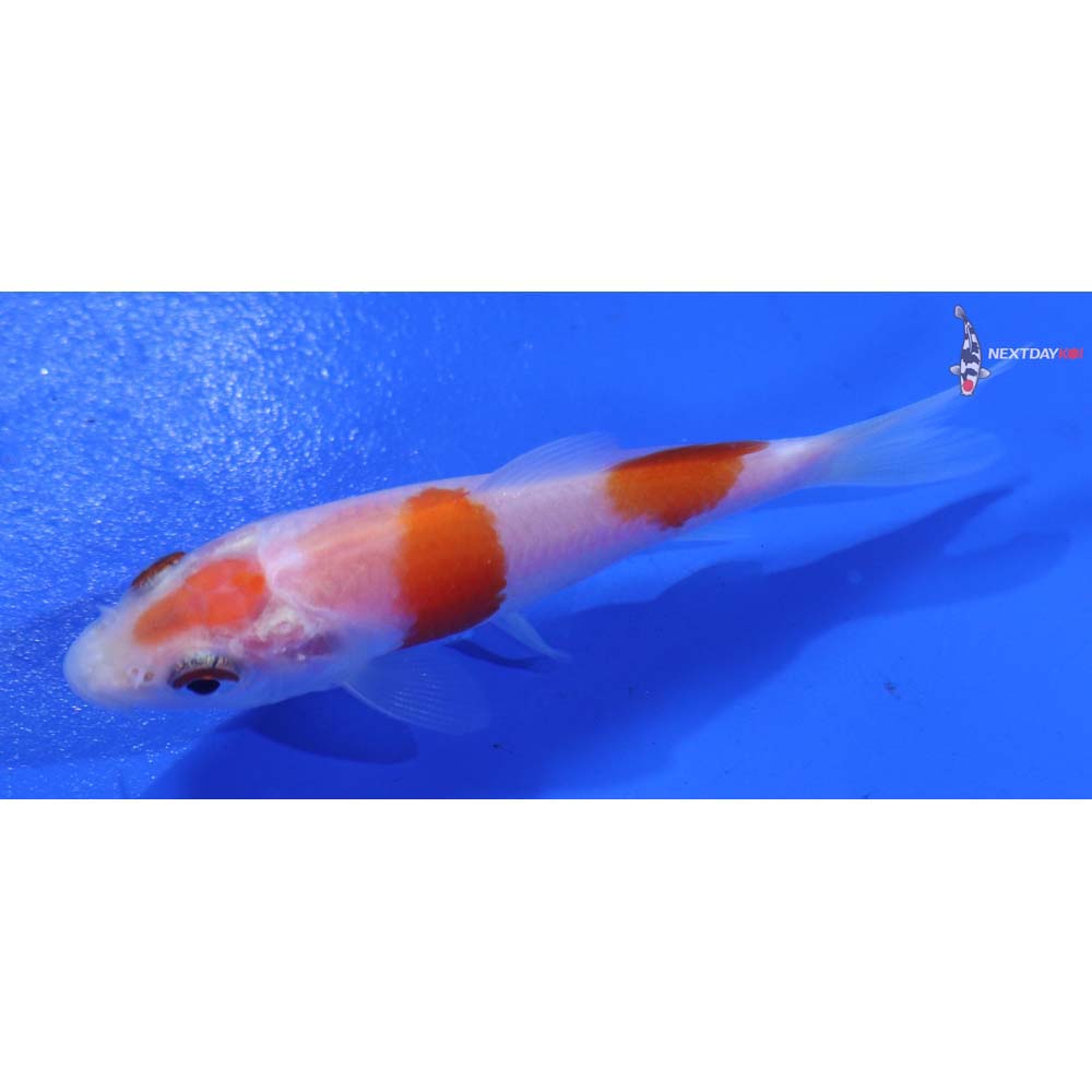 3” Imported Kohaku