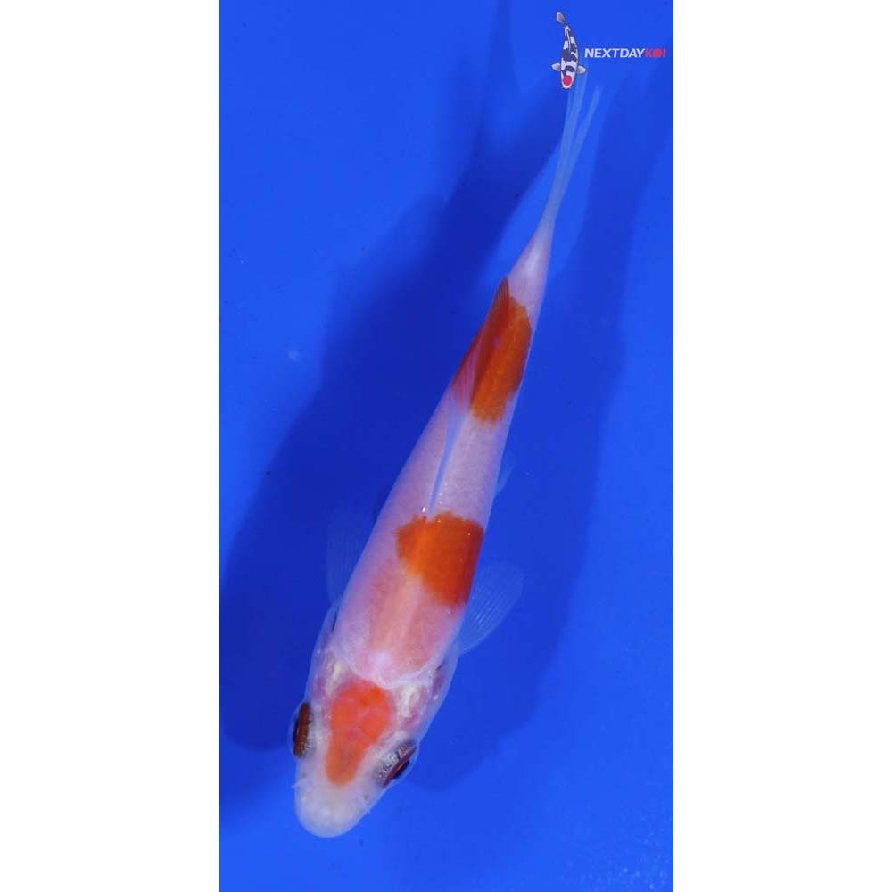 3” Imported Kohaku