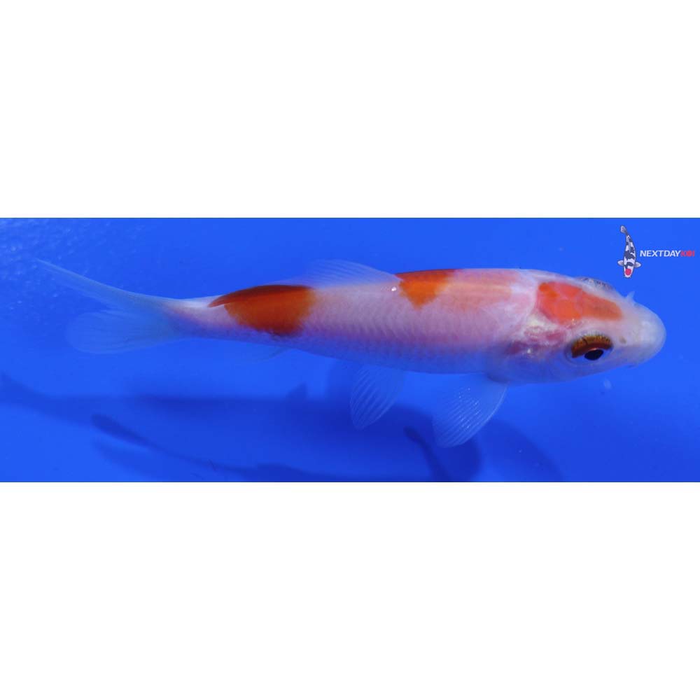 3” Imported Kohaku