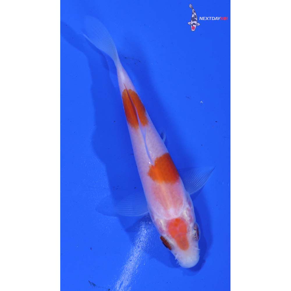 3” Imported Kohaku