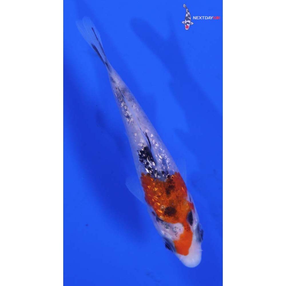 3” Imported Gin Rin Sanke