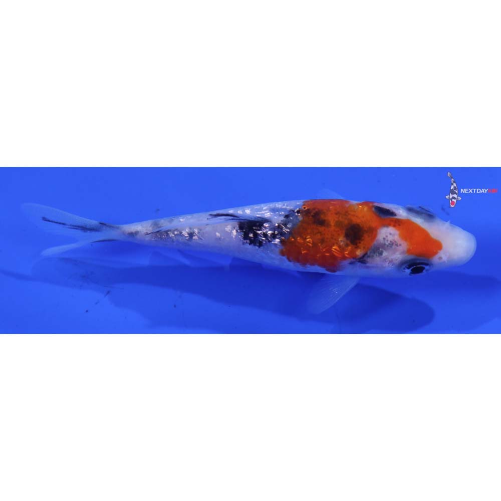 3” Imported Gin Rin Sanke