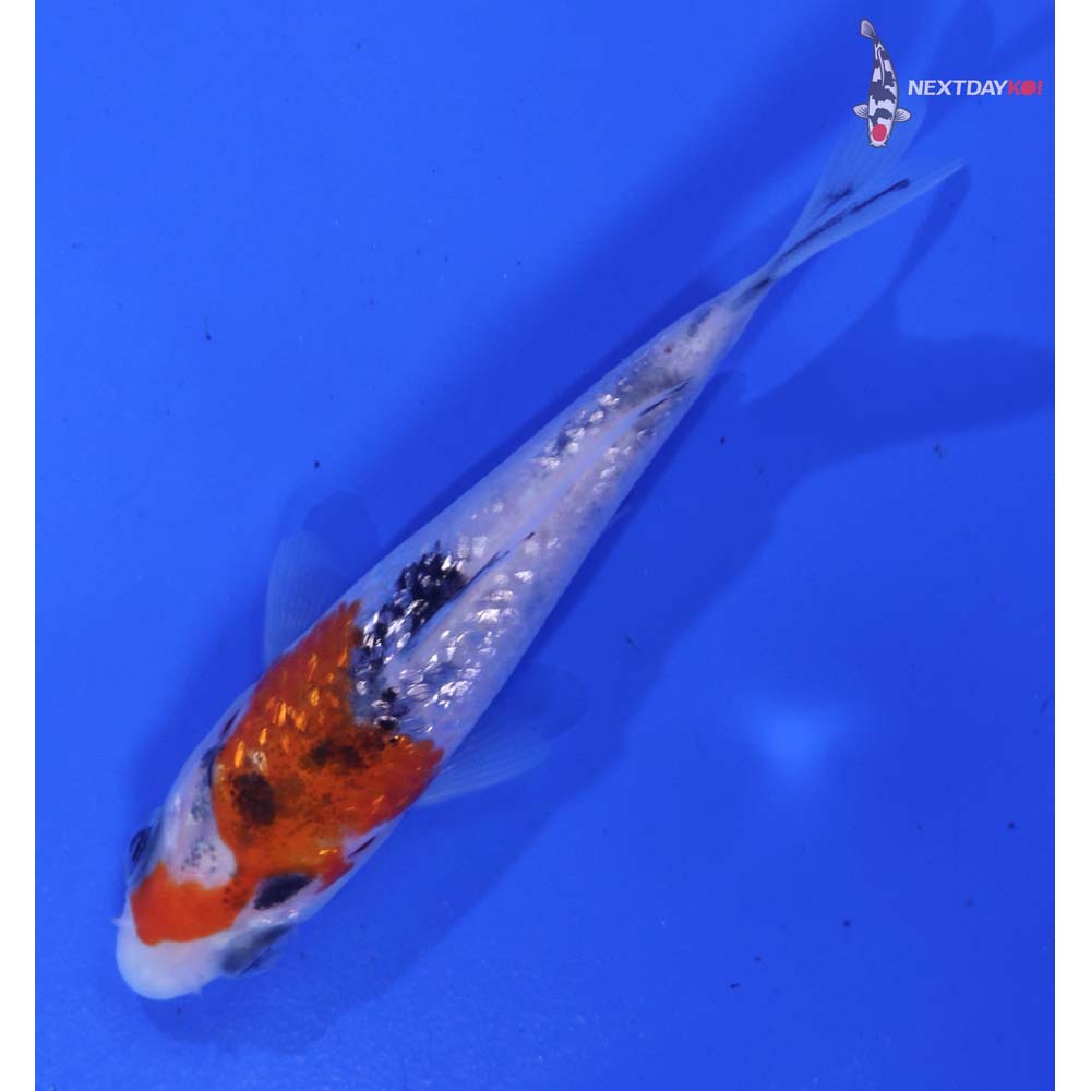 3” Imported Gin Rin Sanke