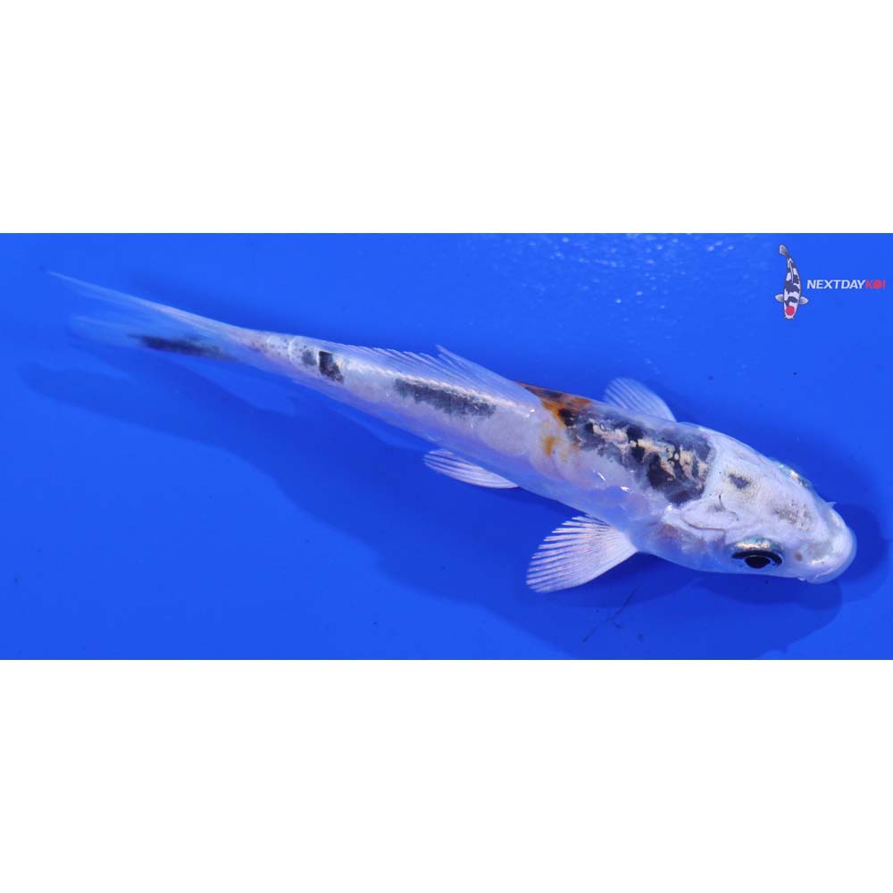 3.5” Imported Heisei Nishiki