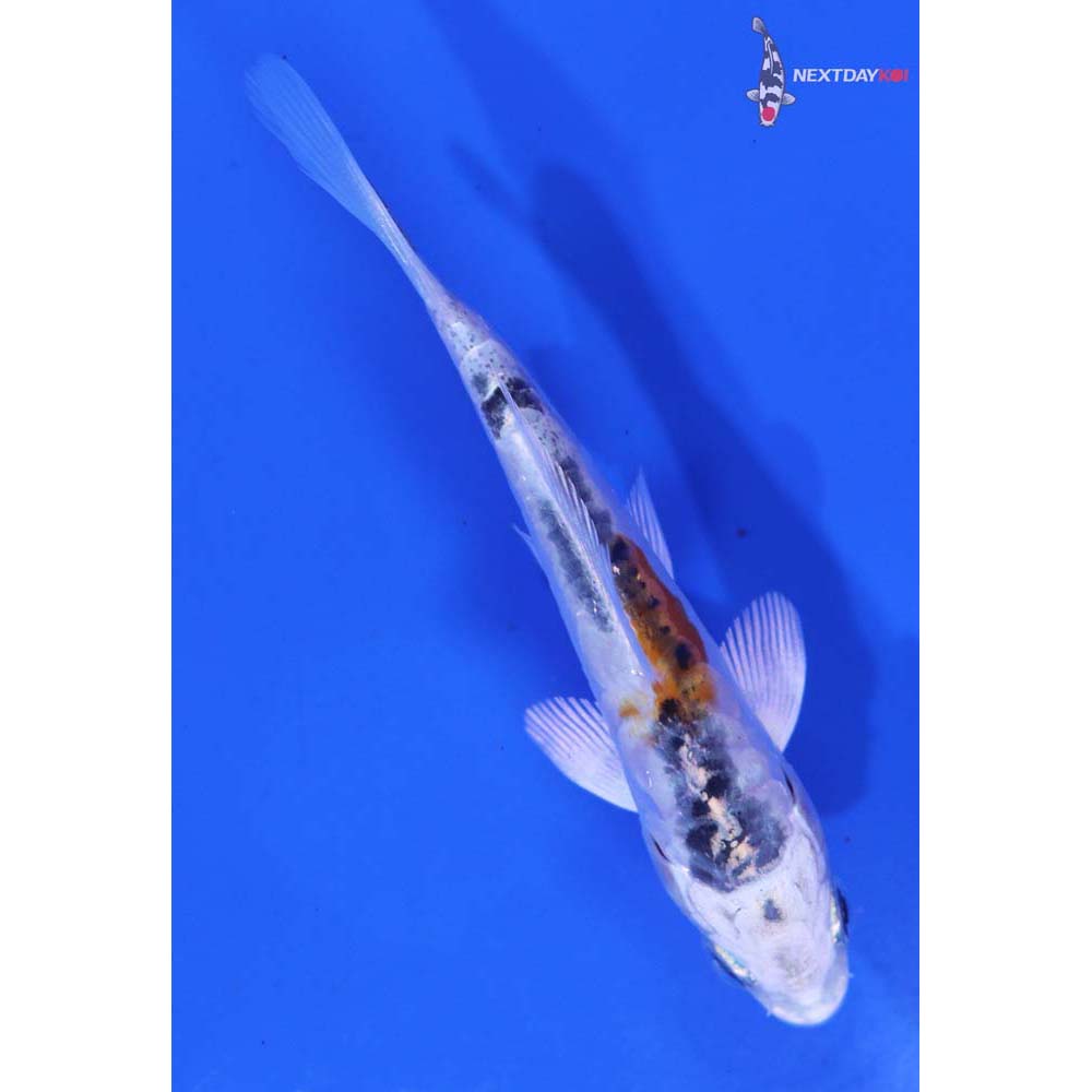 3.5” Imported Heisei Nishiki