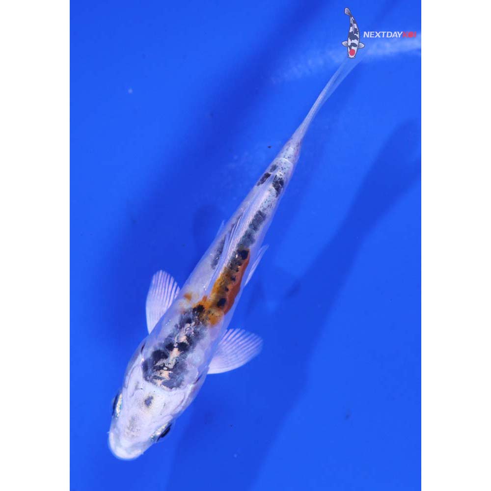 3.5” Imported Heisei Nishiki