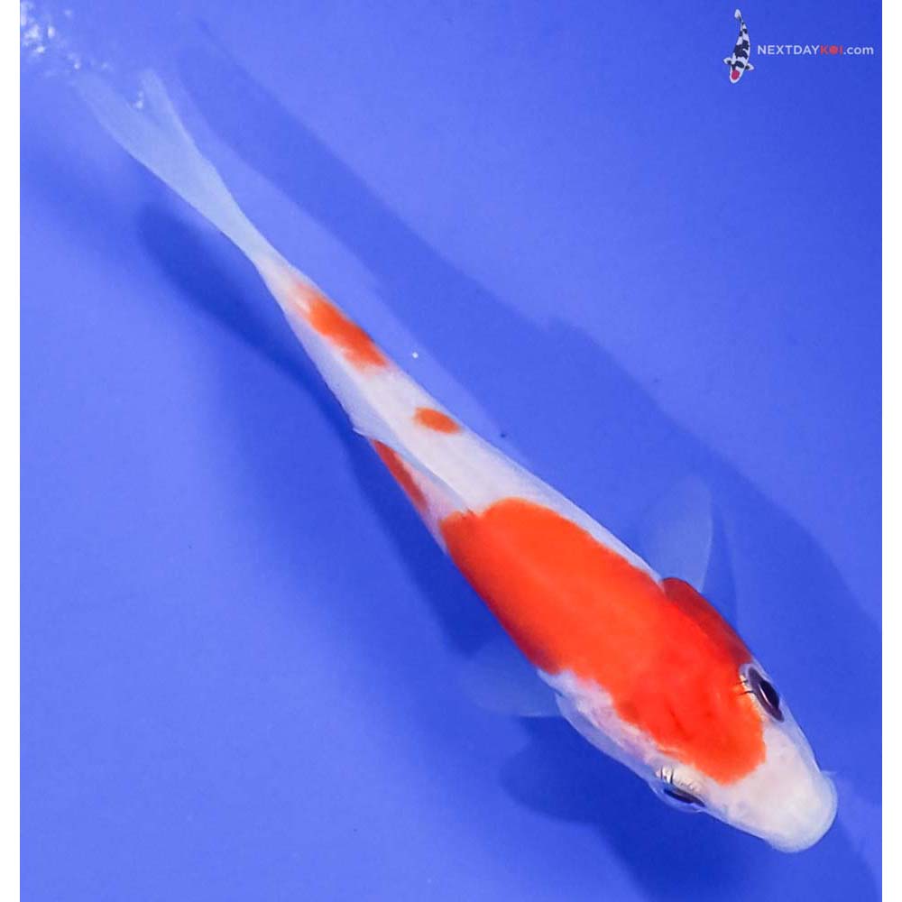3.5” Imported Kohaku